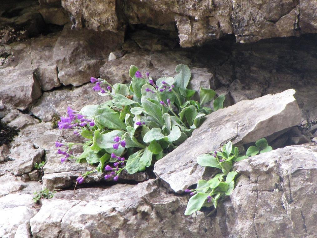 Primula albenensis / Primula del M. Alben